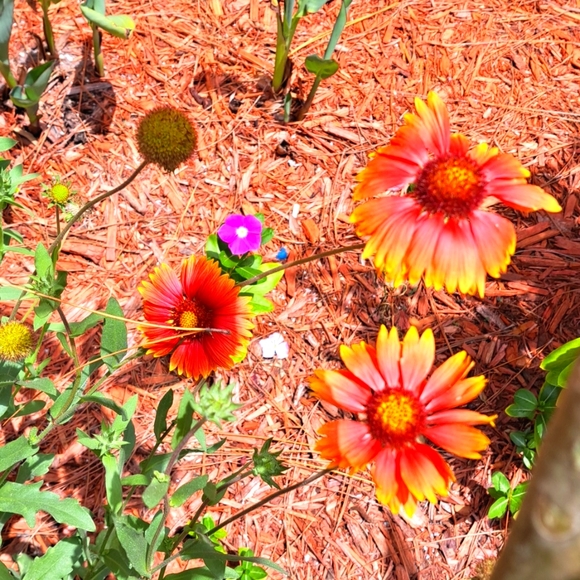 FREE GIFT Seeds with Purchase! - Picture 9 of 11